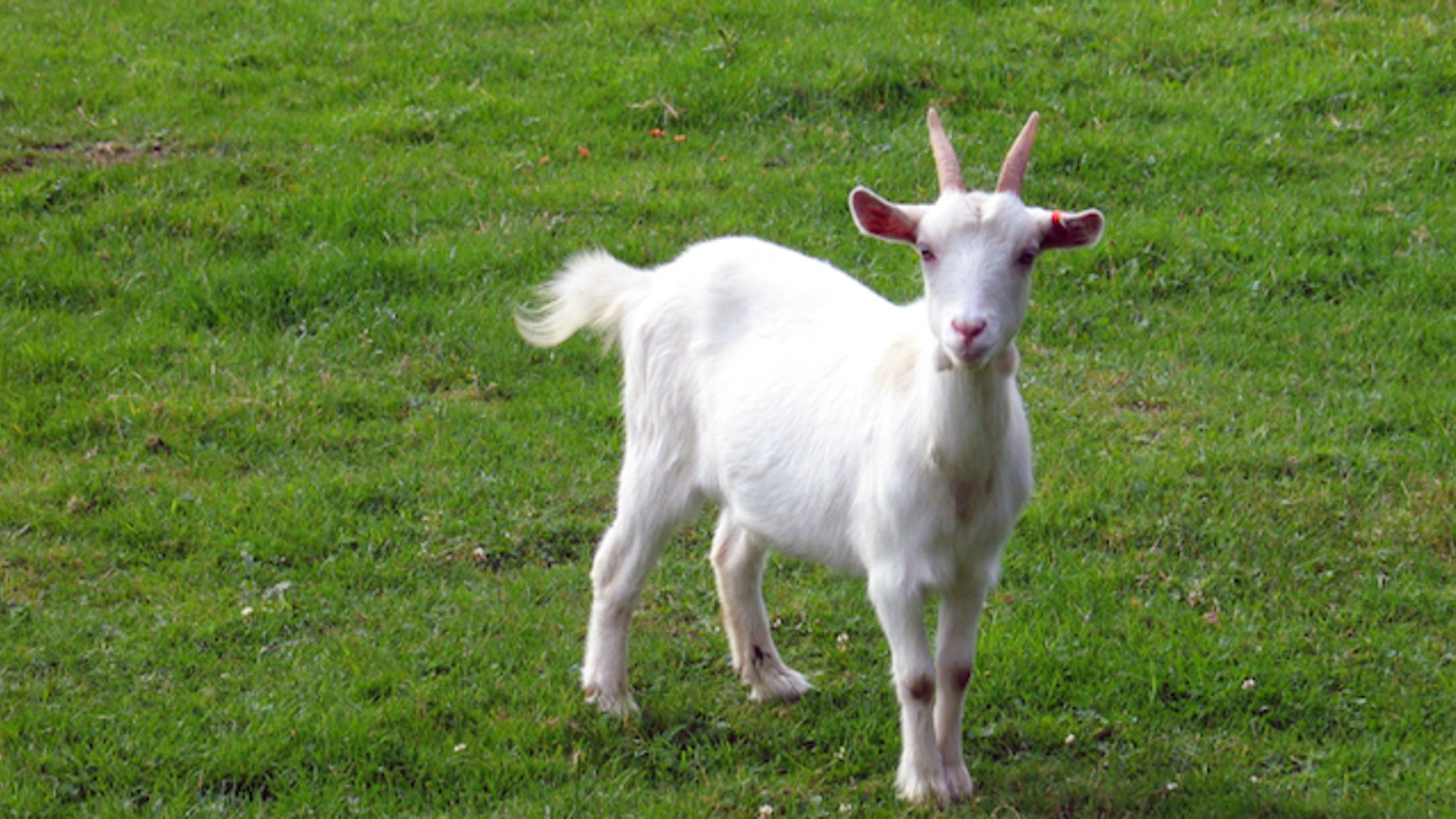 Shaved goat