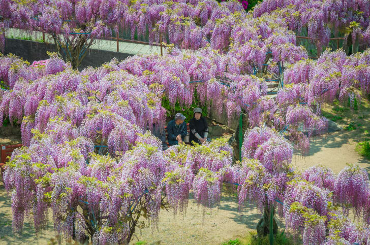 A park with wisteria in bloom