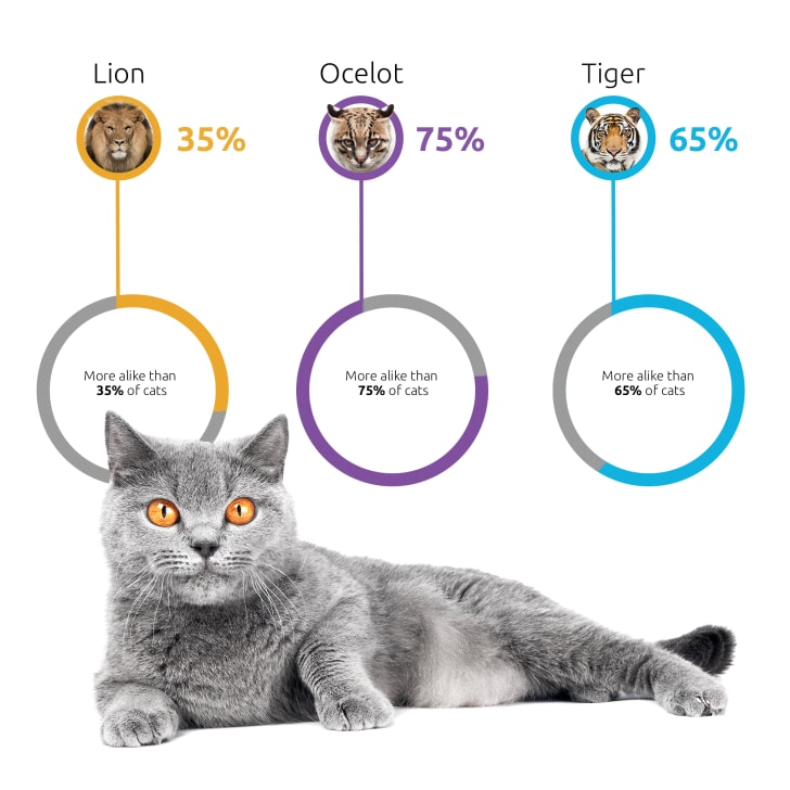 A New DNA Test Will Break Down Your Cat's Breed Mental Floss