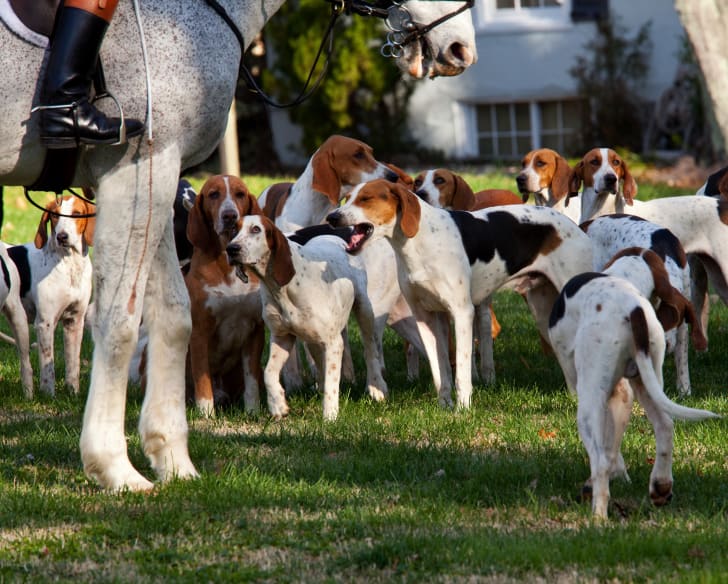 6 Rare Dog Breeds You Might Not Know Mental Floss
