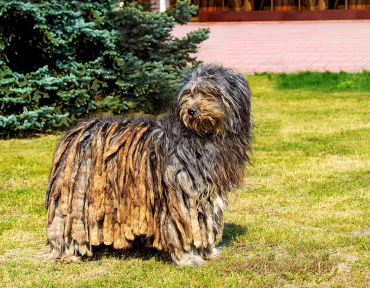 6 Rare Dog Breeds You Might Not Know Mental Floss