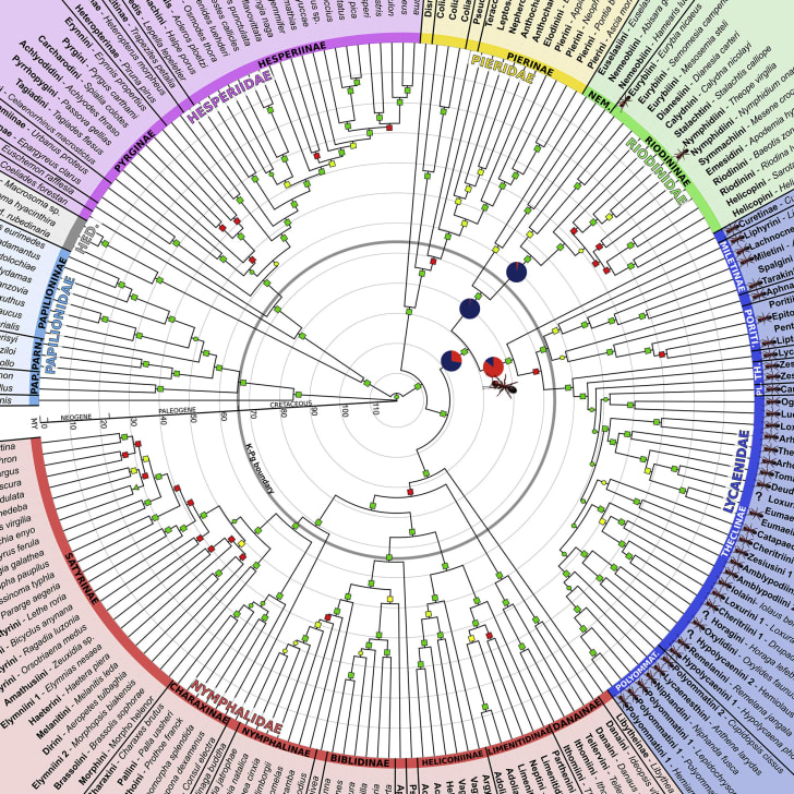 Scientists Reveal the Most Comprehensive Map of Butterfly Evolution