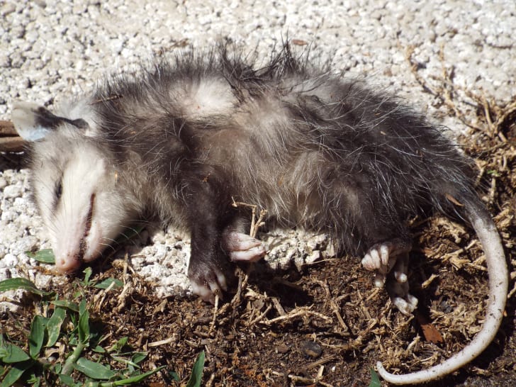 Possum playing dead.