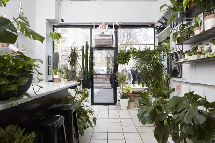 The interior of The Sill's Hester Street store.
