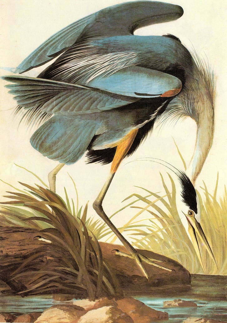 Audubon's 'Birds of America' The Book So Big It Needed Its Own