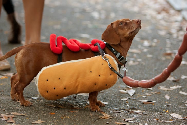 A dog wears a hot dog costume for Halloween