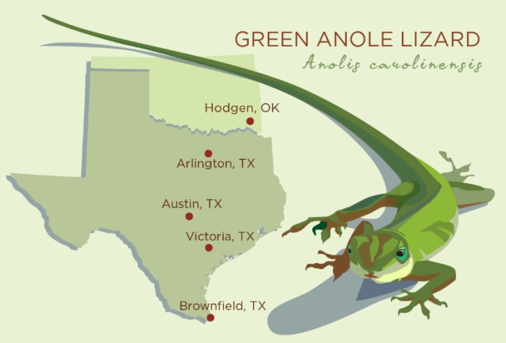 Map of the geographic range of the green anole.