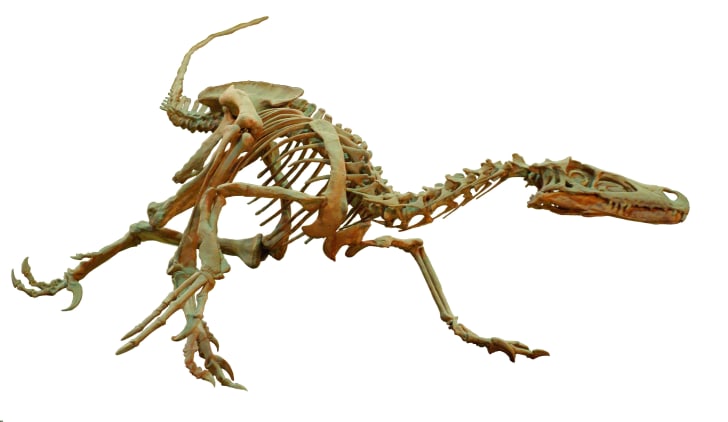 about velociraptor