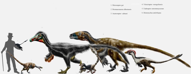giant velociraptor