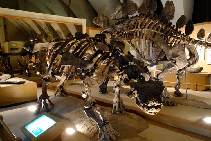 euoplocephalus fossil