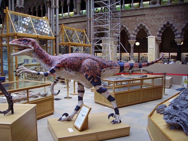 utah raptor