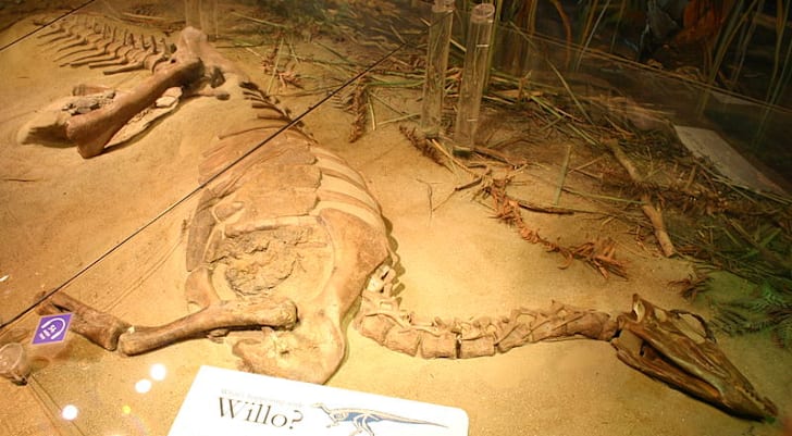 fossilized dinosaur heart