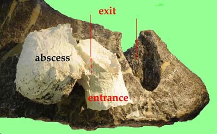 coolest dinosaur fossils