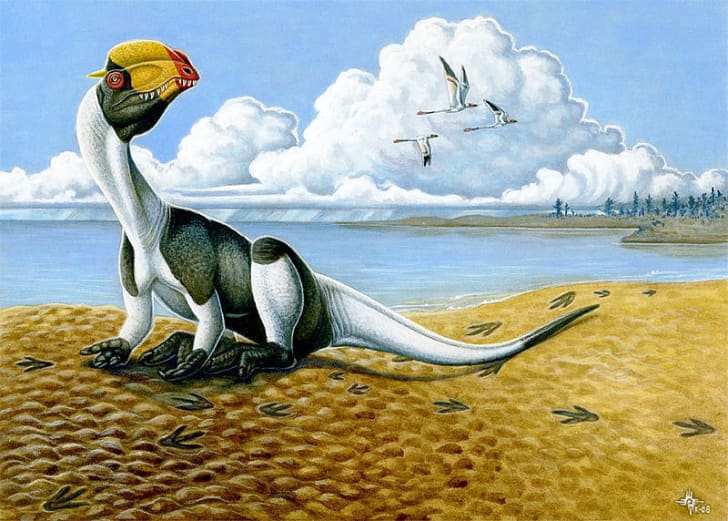feathered dilophosaurus
