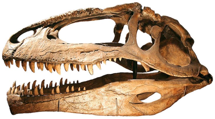 dinotopia giganotosaurus