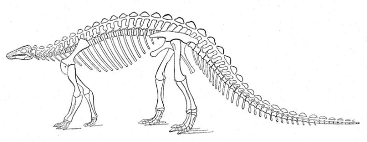 scelidosaurus fossil