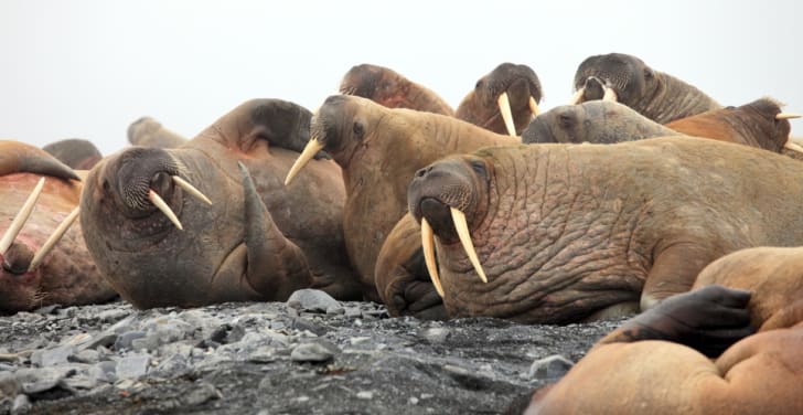 11 Rugged Facts About Walruses Mental Floss