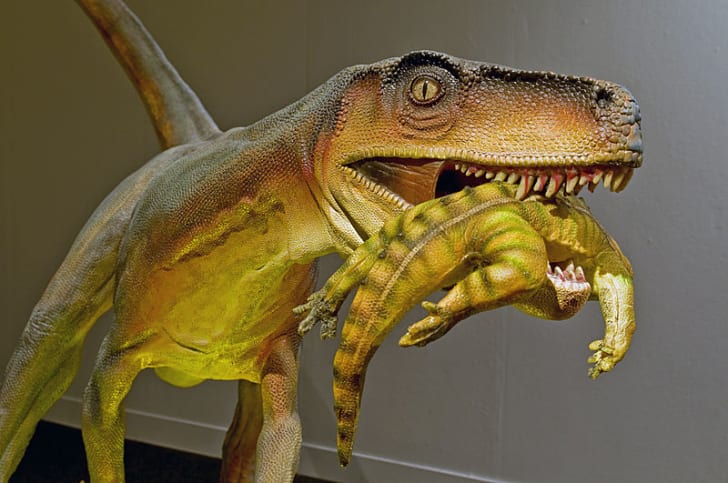 jwe herrerasaurus
