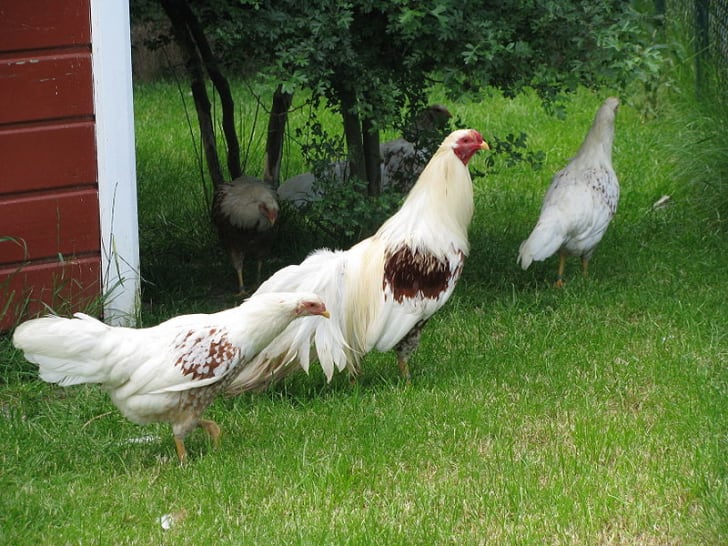 15 Outlandish Chicken Varieties Mental Floss 