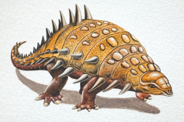 about ankylosaurus