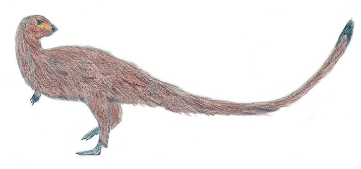 leaellynasaura fossil