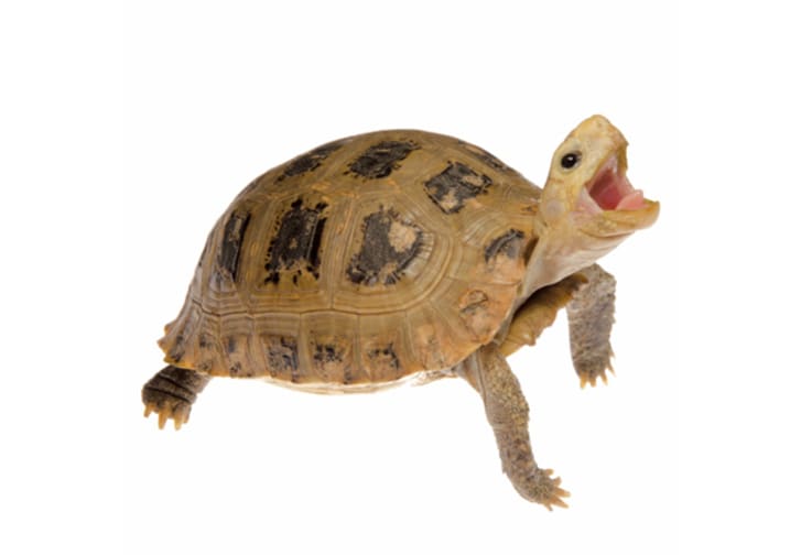 16 Fun Facts About Tortoises Mental Floss