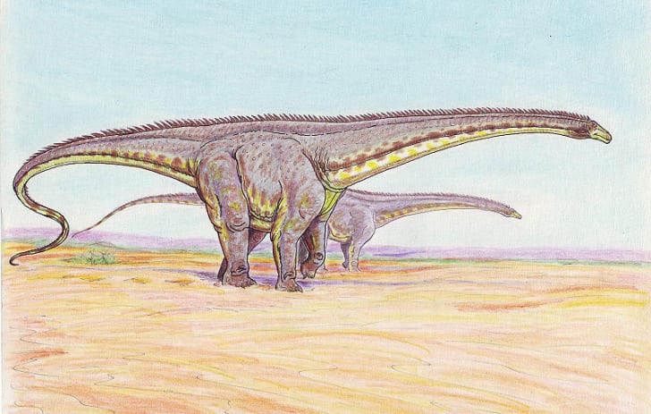 diplodocus nhm