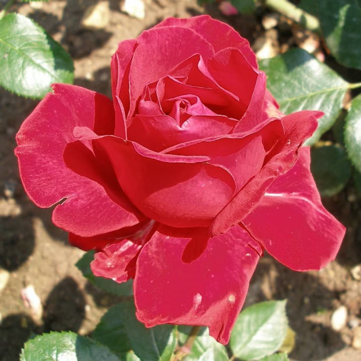 12 Beautiful Celebrity Roses Mental Floss