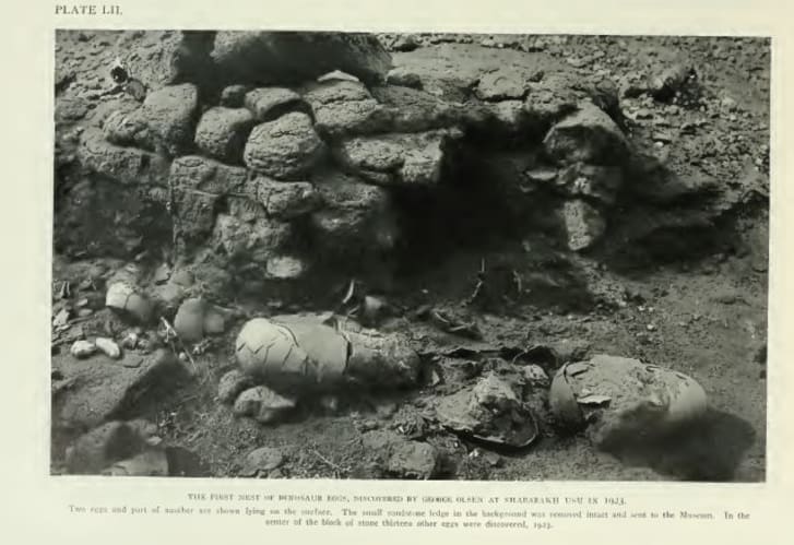 roy chapman andrews dinosaur eggs