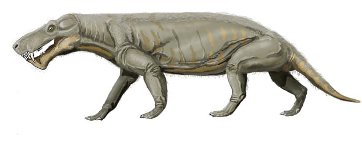 dinosaur with saber teeth