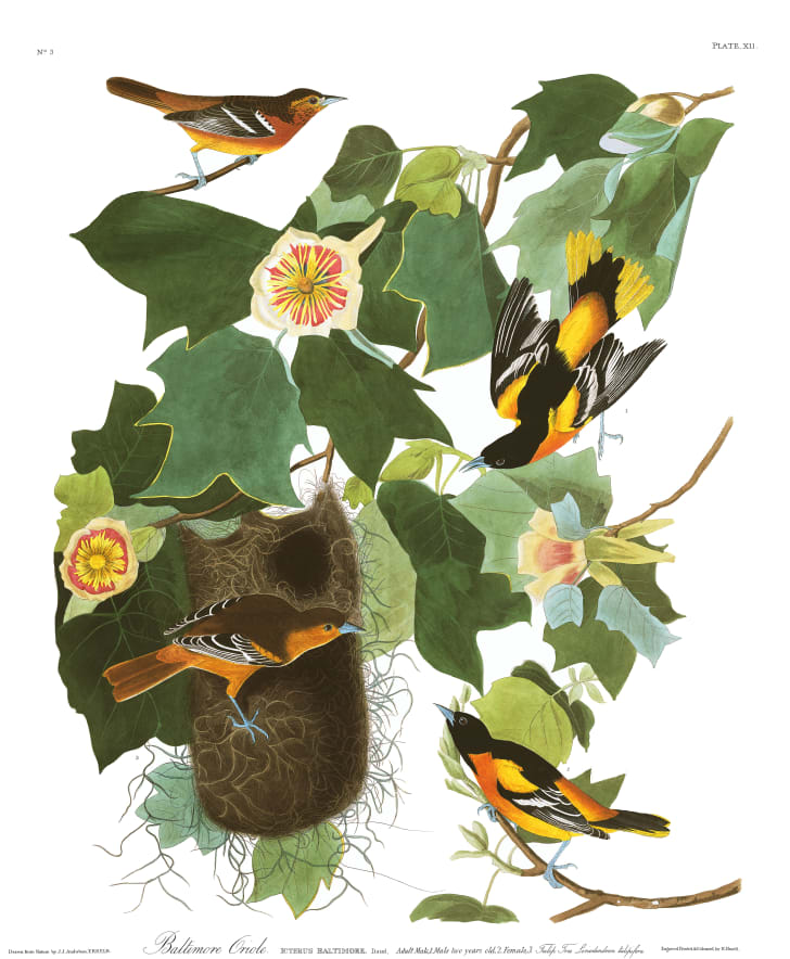 11 Facts About John James Audubon Mental Floss