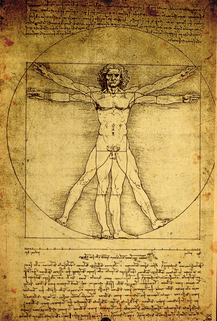vitruvian man body measurements