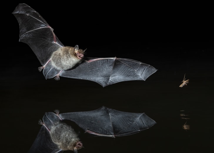 15 Astonishing Facts About Bats Mental Floss
