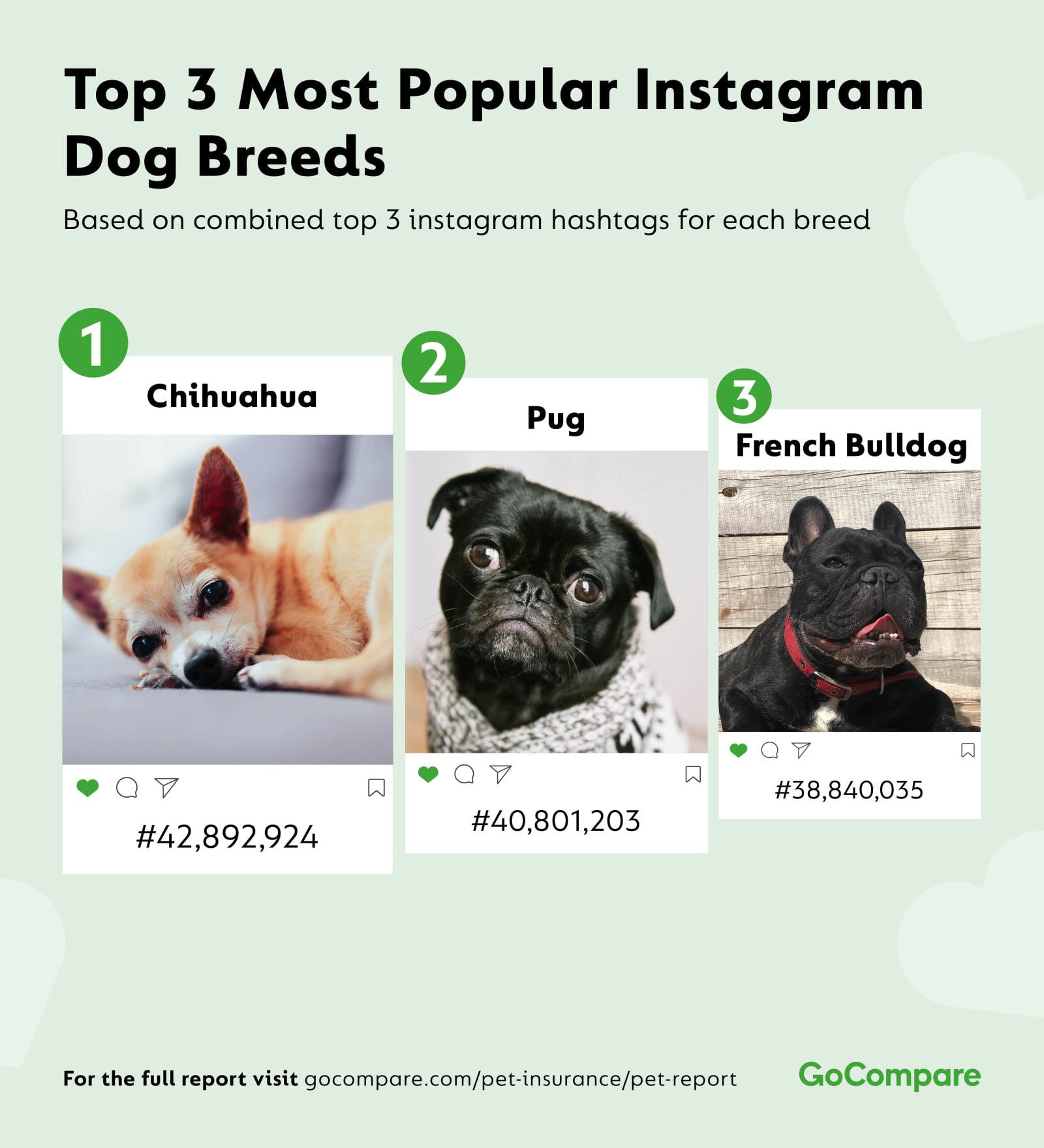 What are the most popular dog breeds on Instagram? (surprising ...