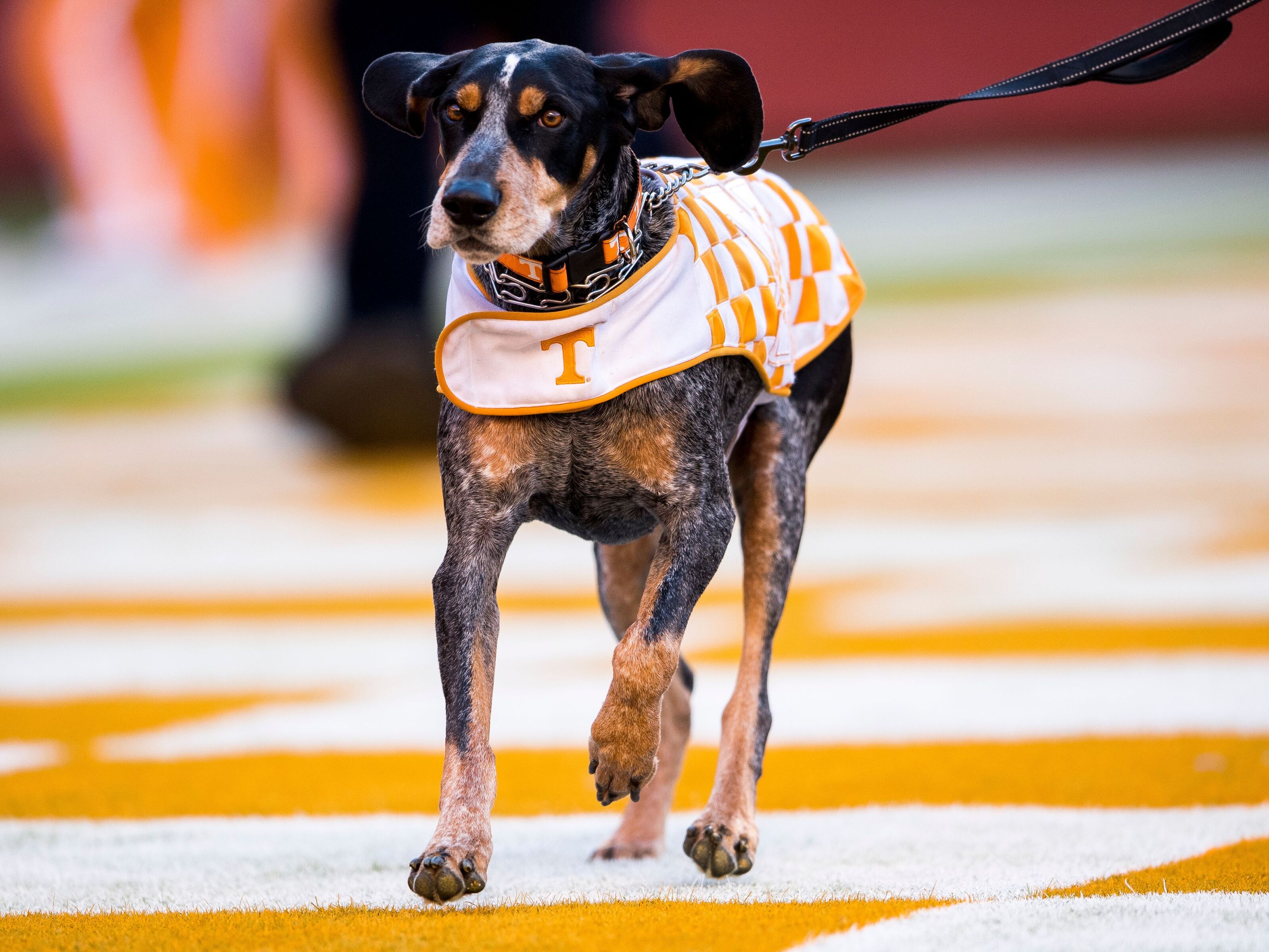 Tennessee football: Vols a top mover in CBS rankings, and it's warranted