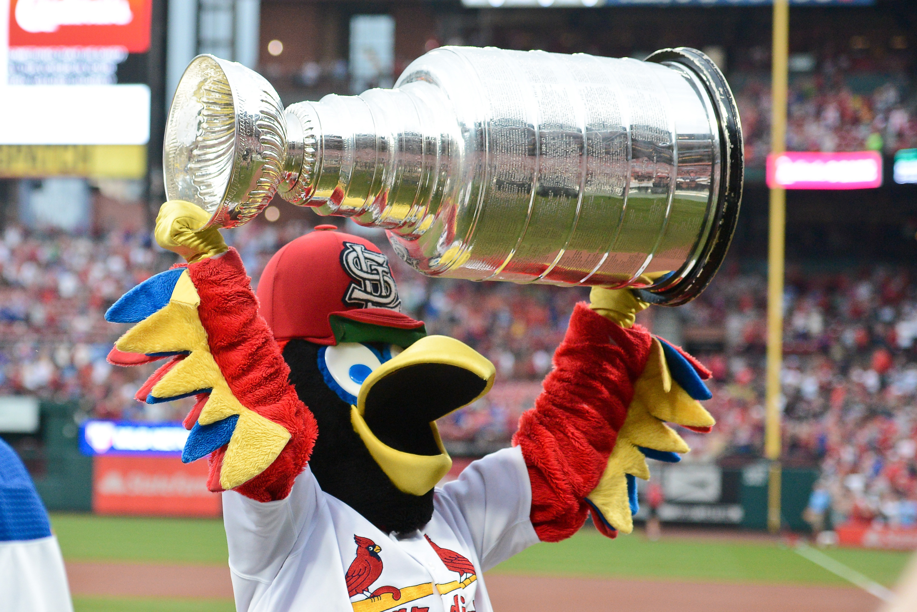 Cardinals 'Fredbird' mascot scrutinized for controversial photo