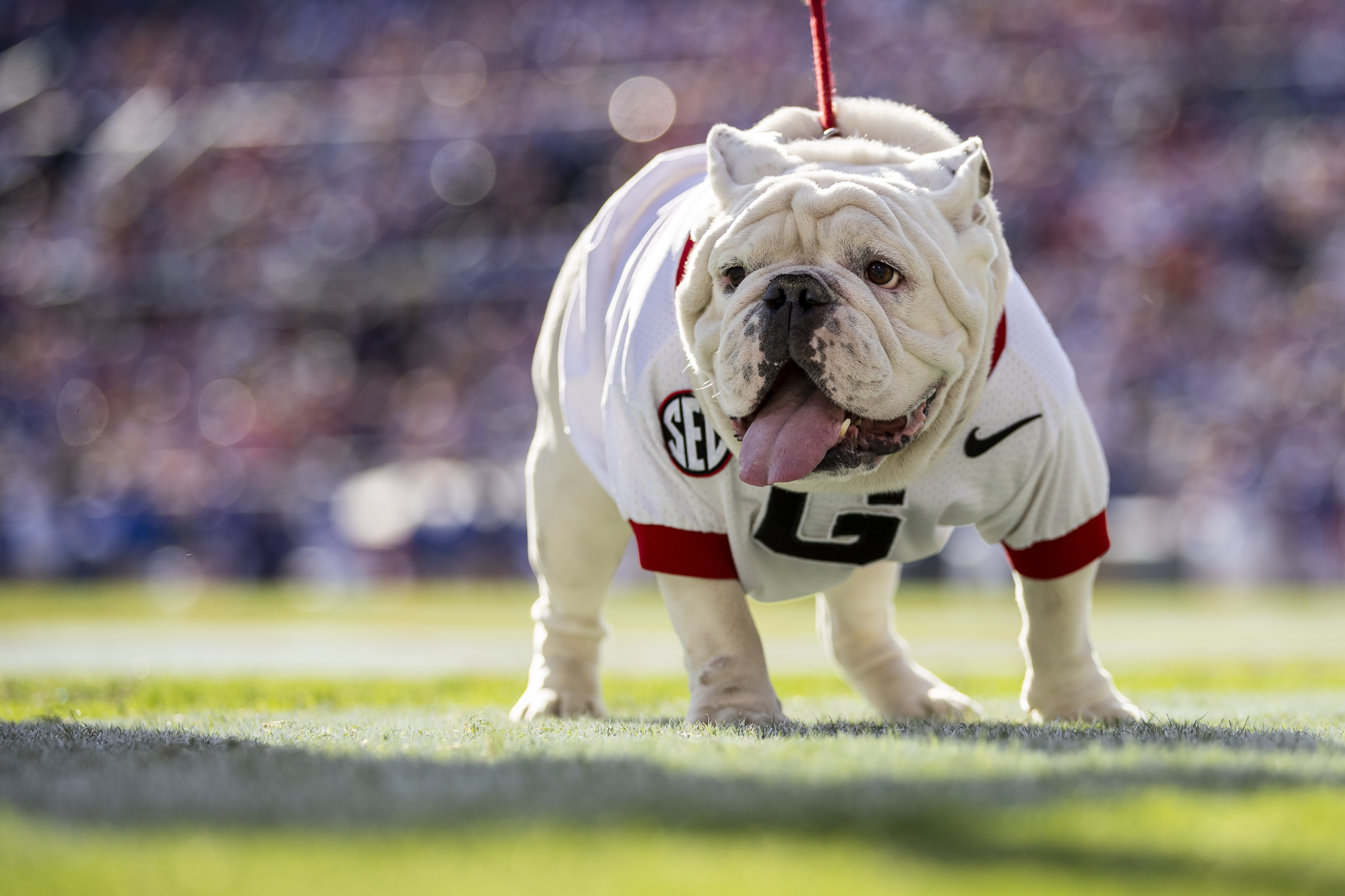 Georgia live bulldog mascot: 7 things to know about Uga 