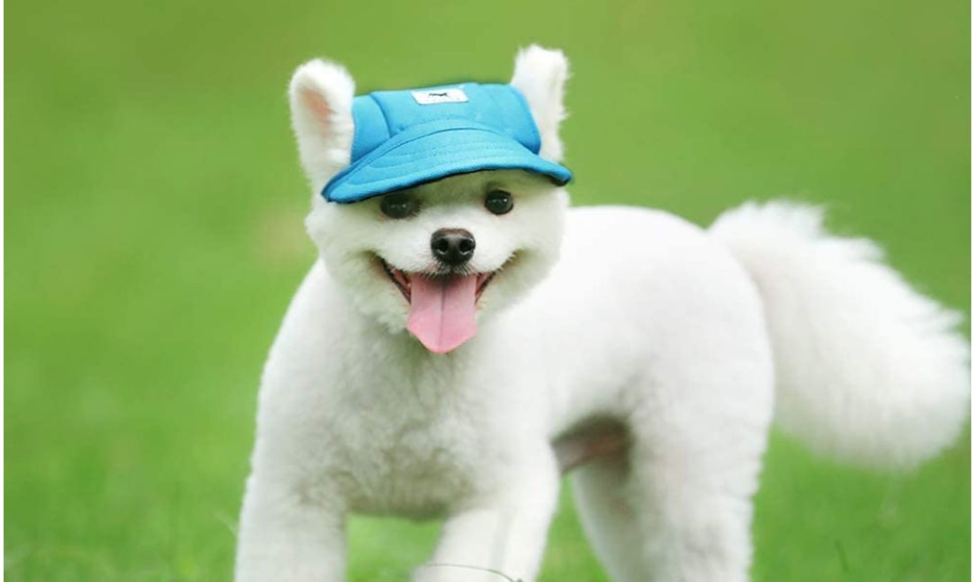 Protect Your Precious Pup From the Sun With Their Own Baseball Cap