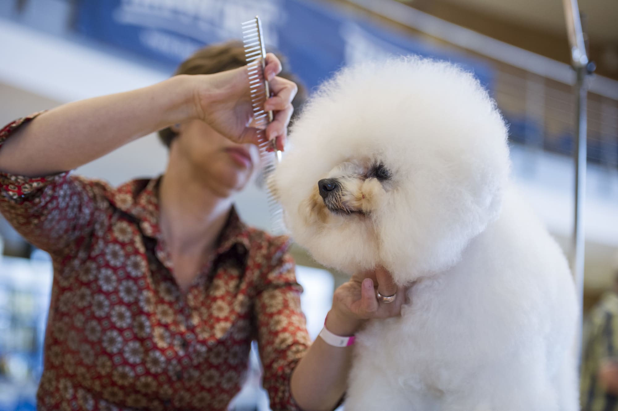 Competitive Dog Grooming Is Color And Weird Just Ask A Rainbow Poodle