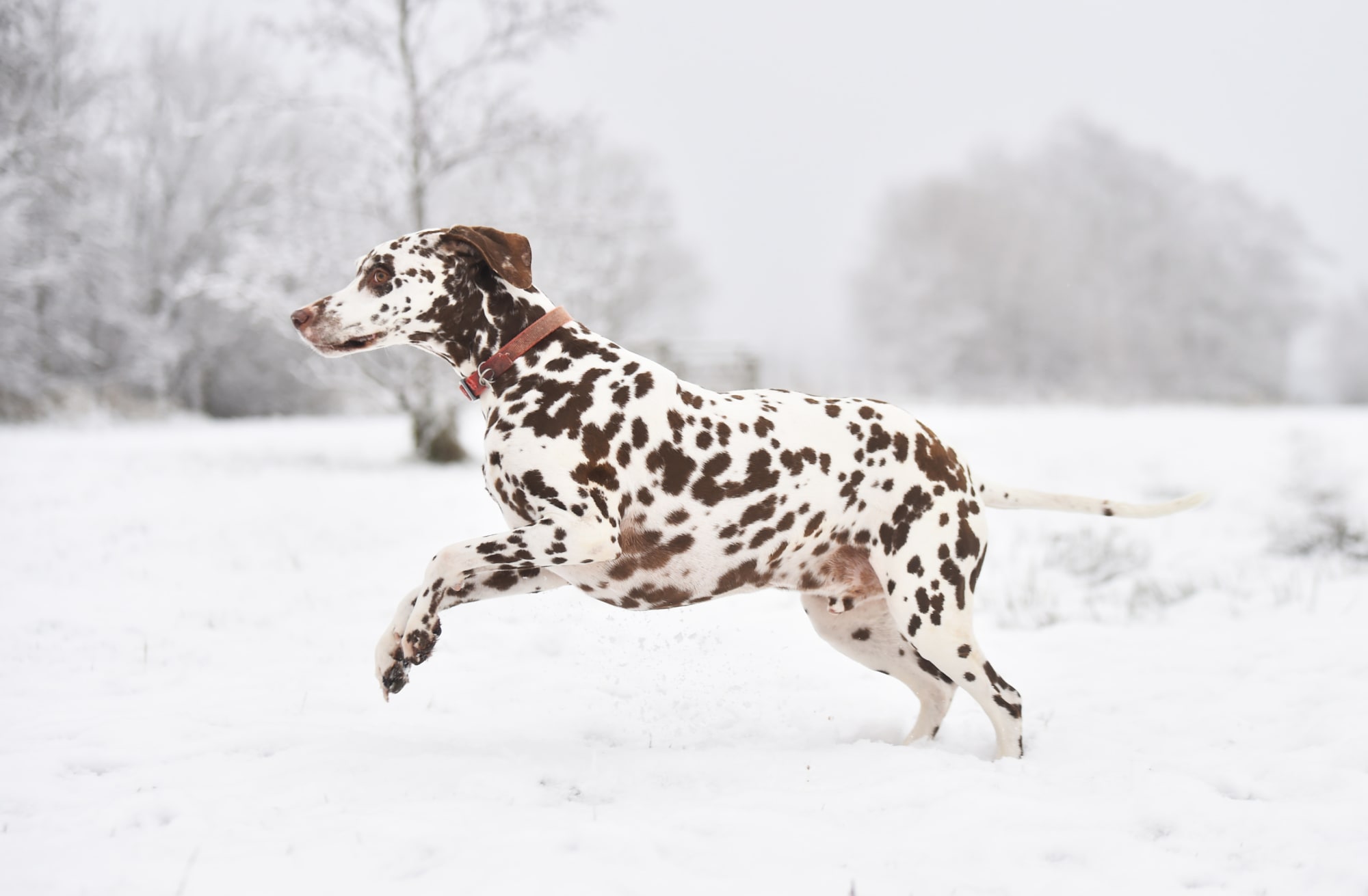 what owning a dalmatian says about you?