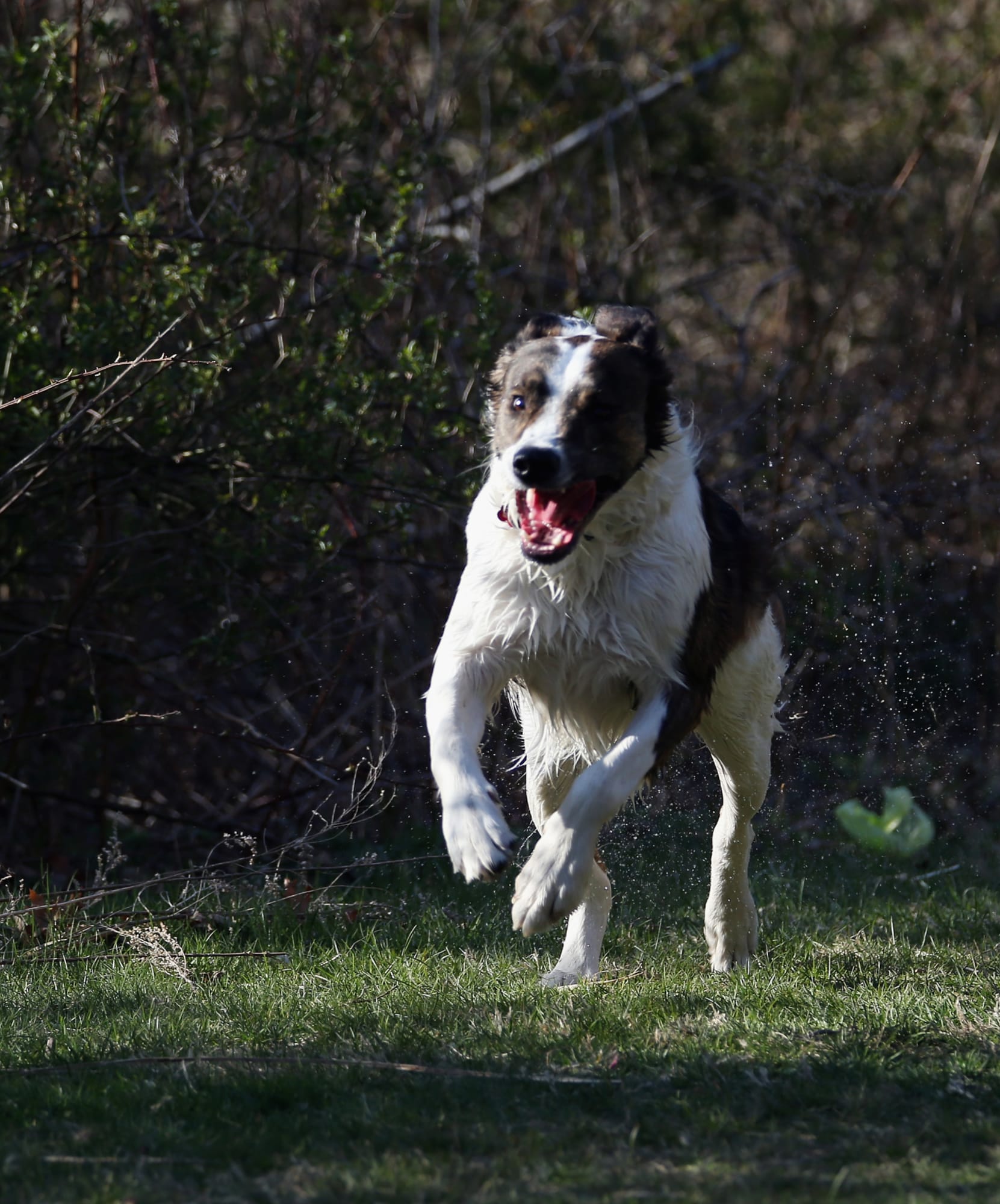 Border Collie Trained to Recognize 1,022 Nouns Dies - The New York Times