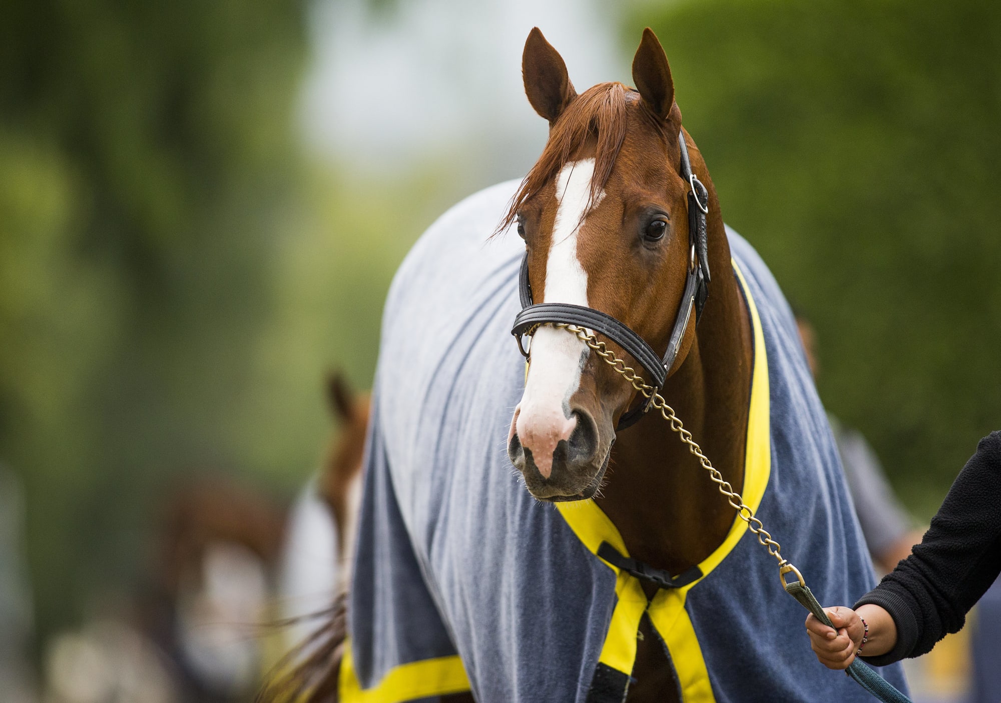 What is the average age of a thoroughbred horse