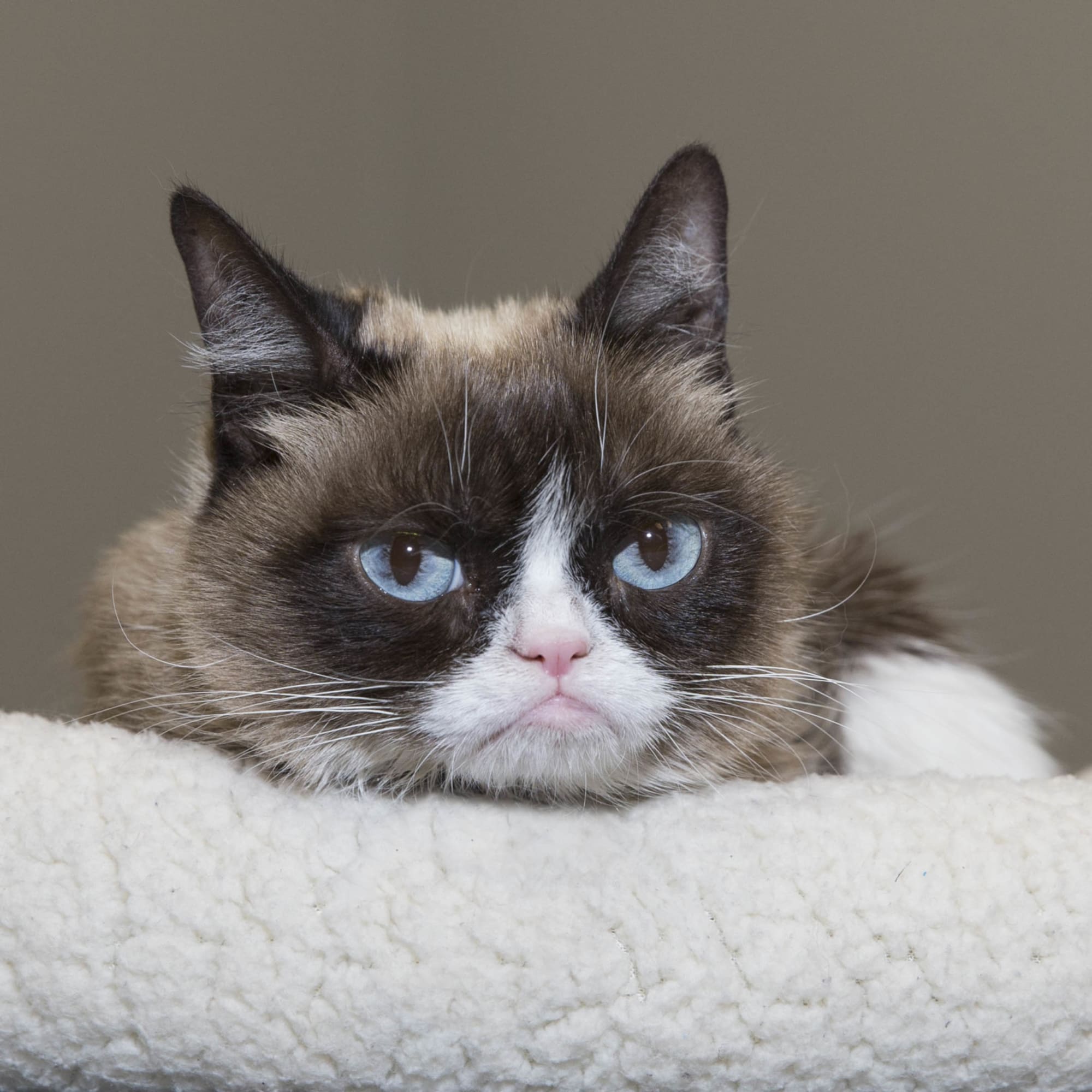 A tribute to Grumpy Cat the meme, the