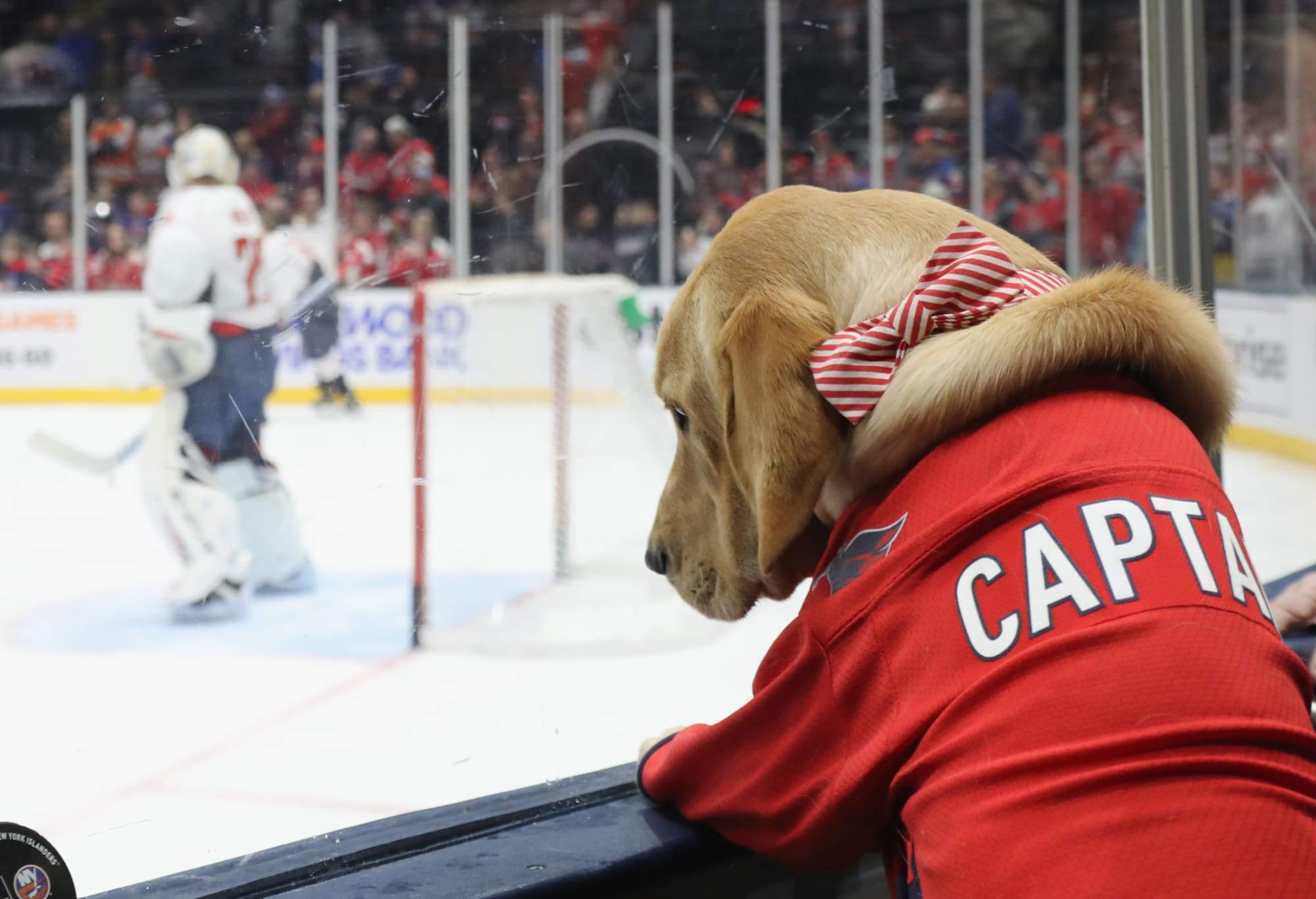 Washington Capitals debut new team dog: Captain