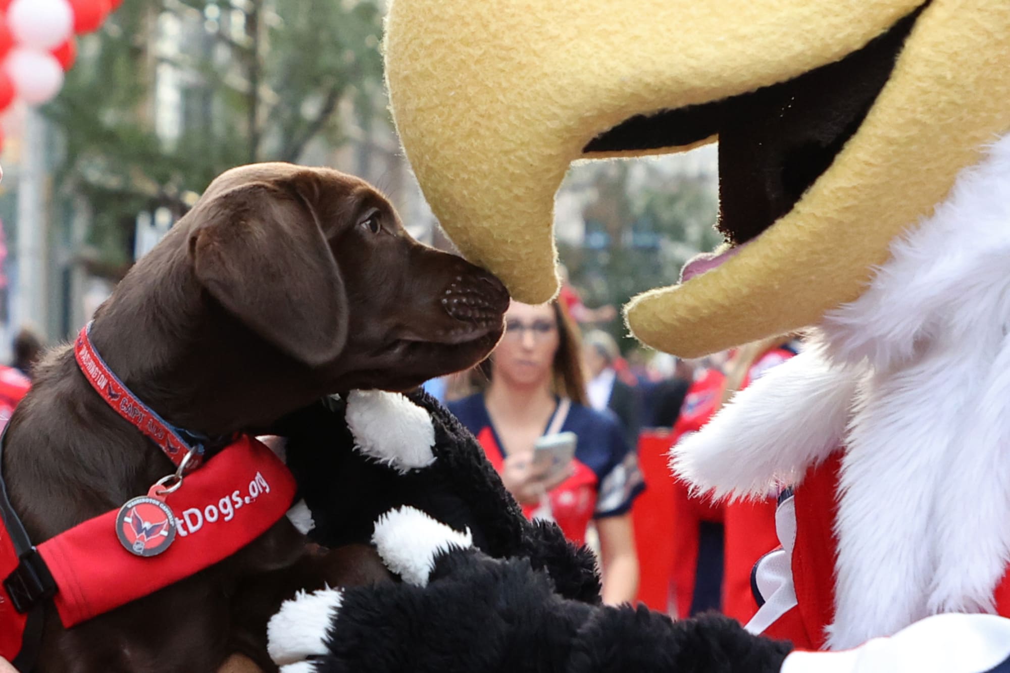 Capitals Pup-date: Captain's Growth Four Months Later