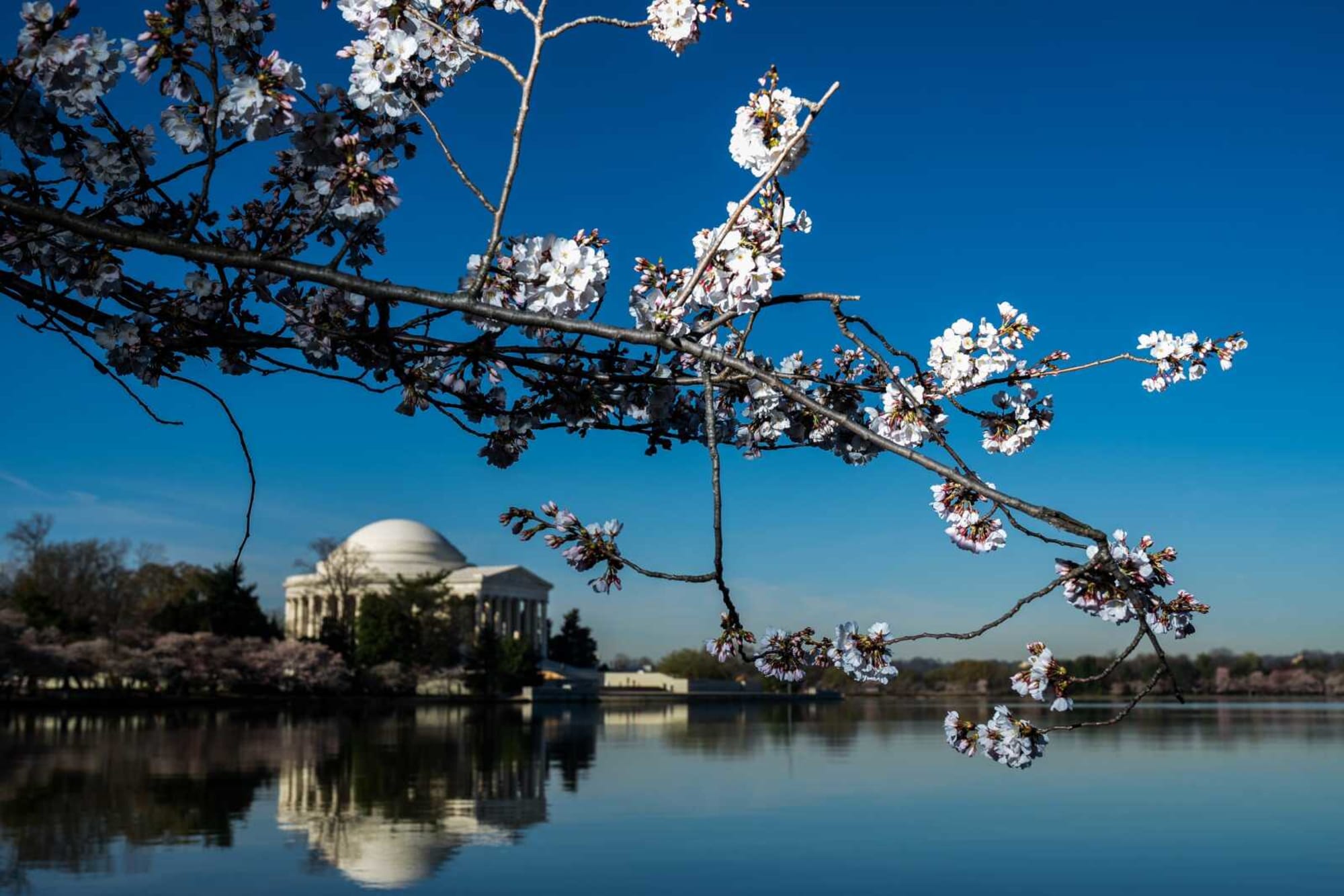 Capitals latest D.C. team to join Cherry Blossoms fun