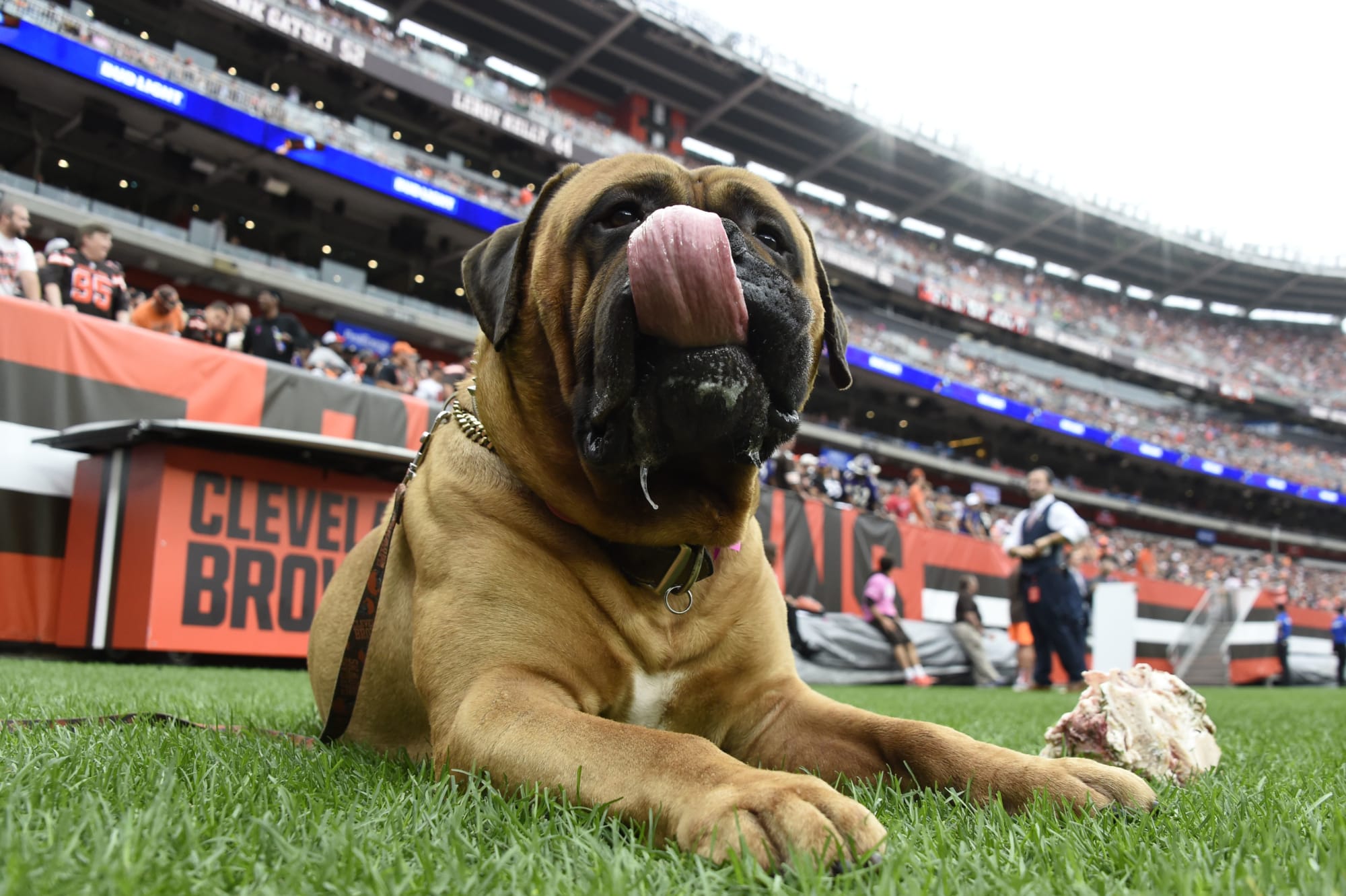 Cleveland Browns mascot Swagger retires after five seasons