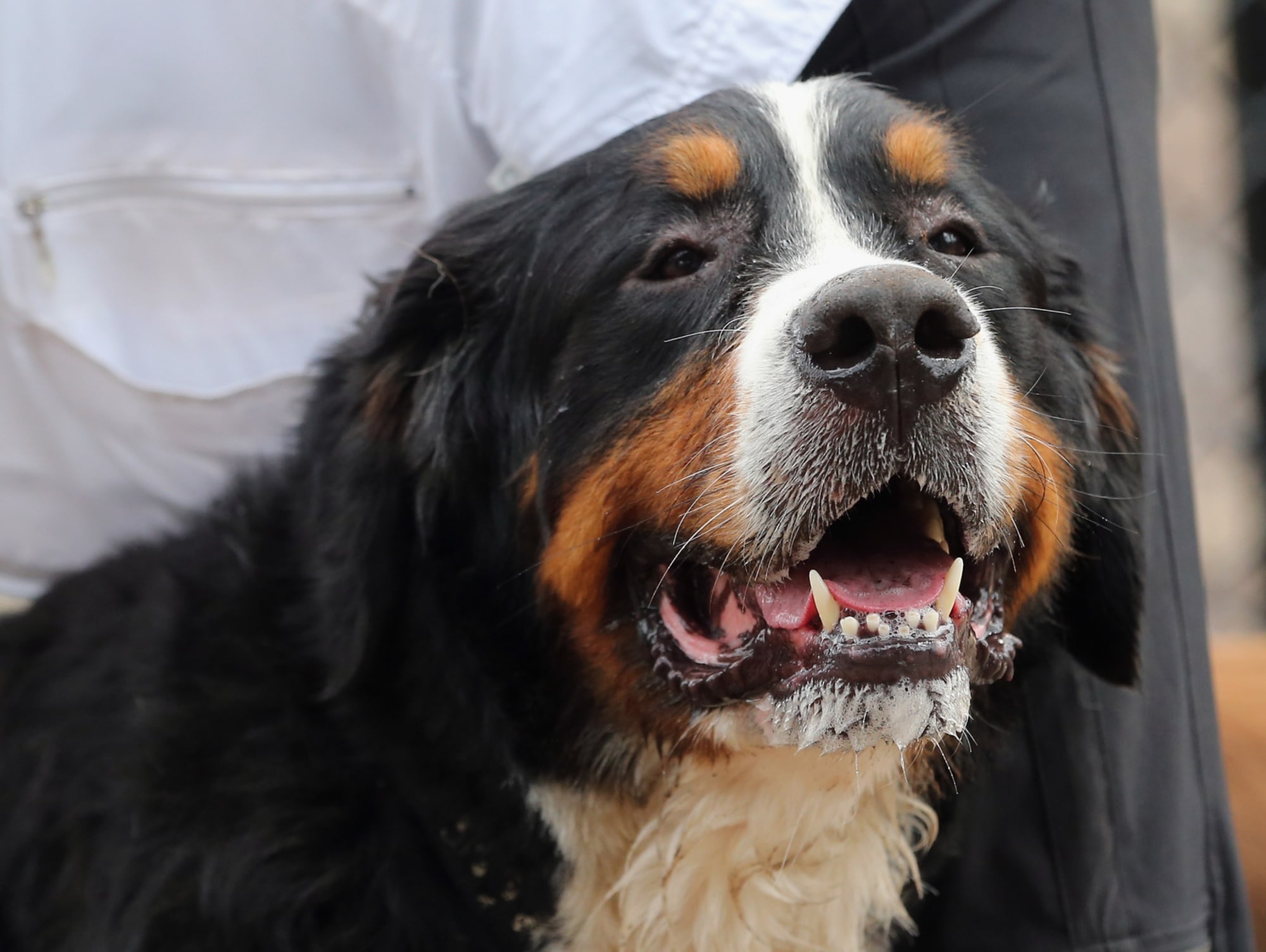 Breeds 101 Get to know the Bernese Mountain Dog