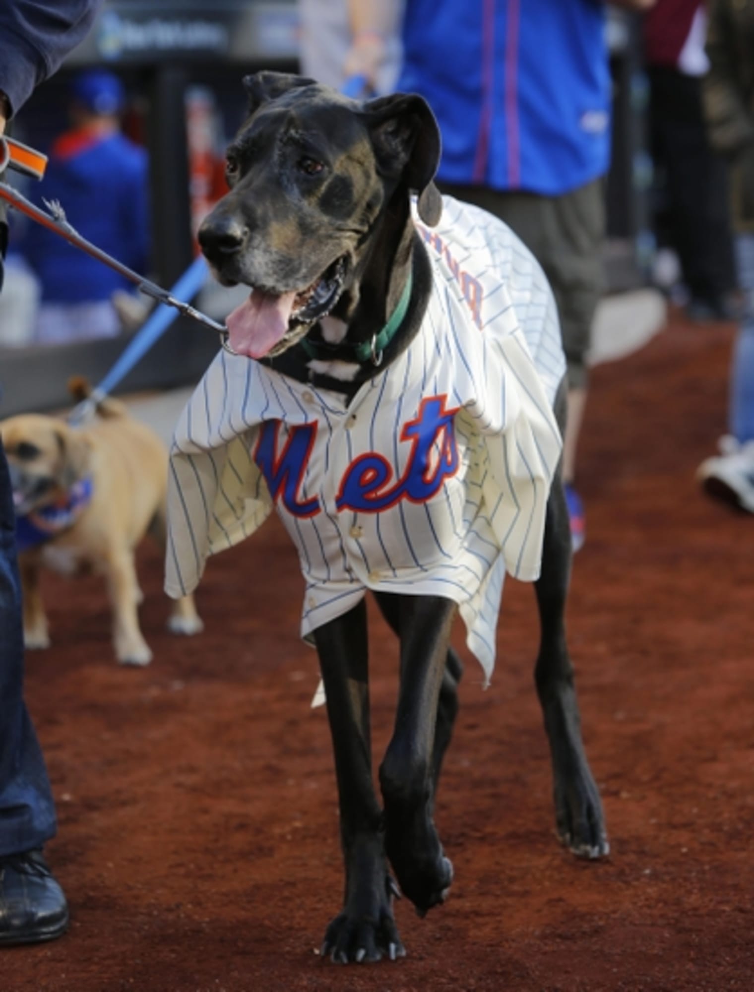 Mets in midst of the Dog Days of Spring?