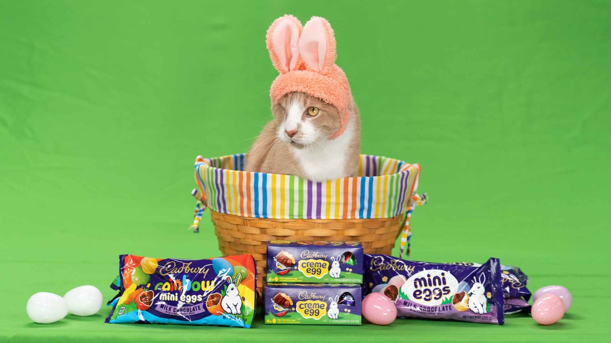 Crash first cat to be the Cadbury Bunny in 2023